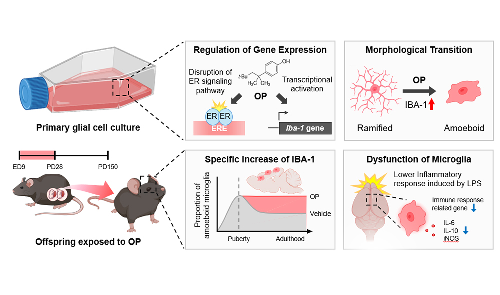 'Maternal exposure to 4-tert-octylphenol causes alterations in the morphology and function of microglia in the offspring mouse brain'