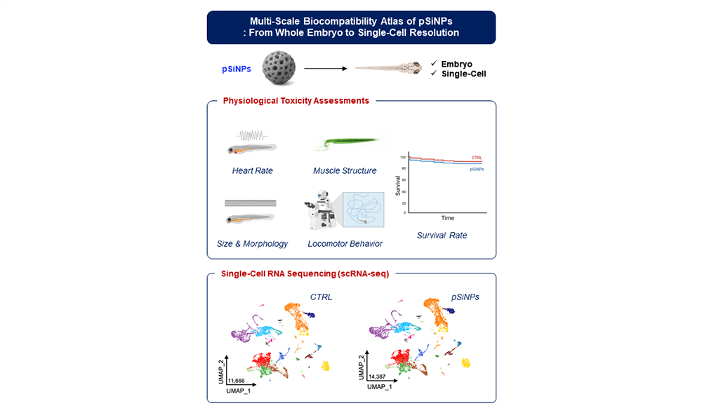 'A Multi-Scale Biocompatibility Atlas of Porous Silicon Nanoparticles: From Whole Embryo to Single-Cell Resolution'